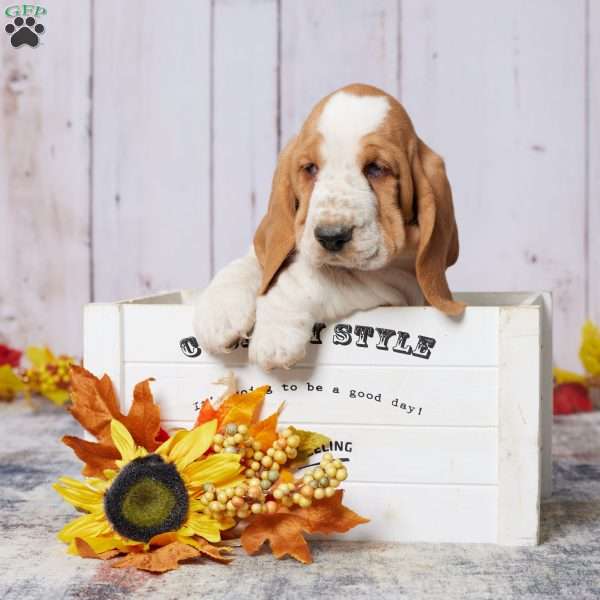 Stacy, Basset Hound Puppy